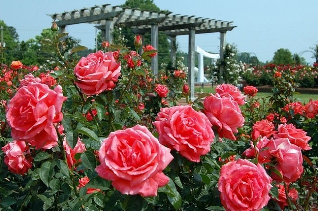 lễ hội hoa hồng công viên thống nhất